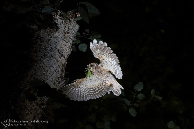 fotografia naturalistica portfolio nature photography wildlife photography (13).jpg