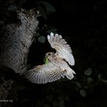 fotografia naturalistica portfolio nature photography wildlife photography (13)