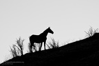 fotografia naturalistica bianco e nero black and white nature photography (5)