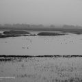 fotografia naturalistica bianco e nero black and white nature photography (12)