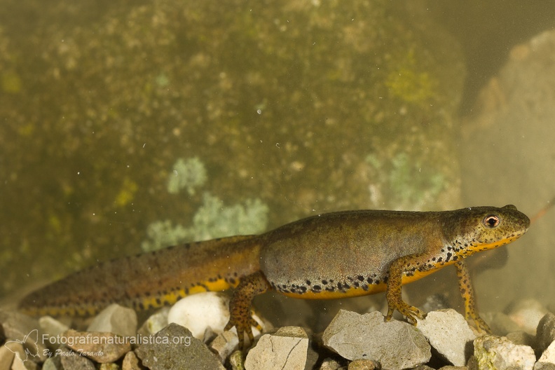 fotografia naturalistica anfibi amphibians nature photography (1).jpg