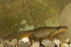 fotografia naturalistica anfibi amphibians nature photography (1)