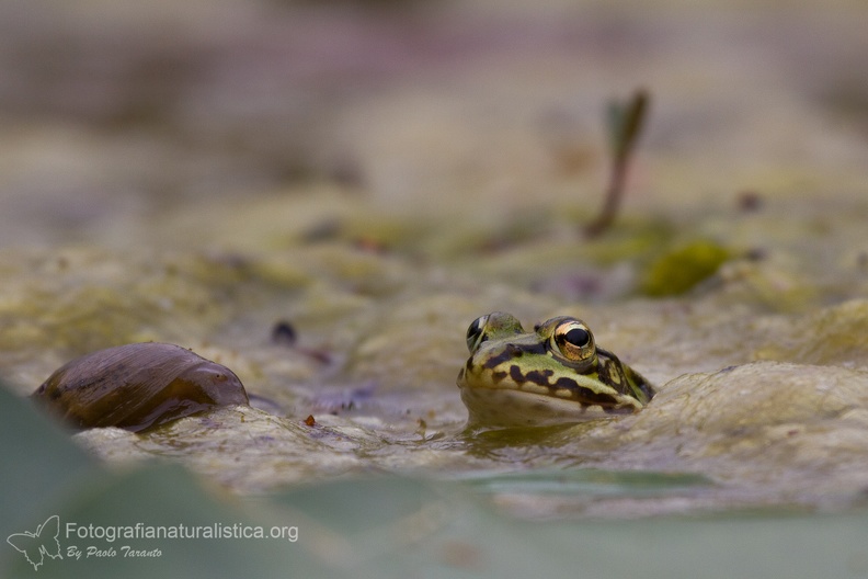fotografia naturalistica anfibi amphibians nature photography (2).jpg