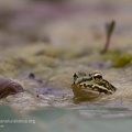 fotografia naturalistica anfibi amphibians nature photography (2)