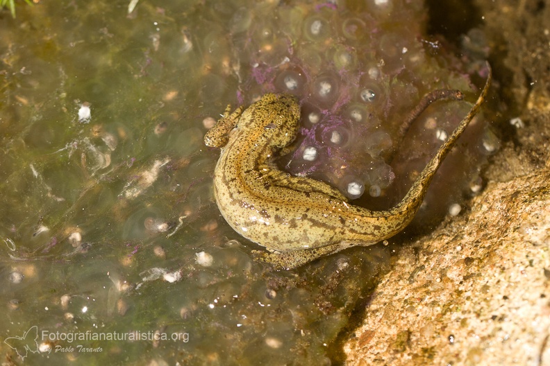 fotografia naturalistica anfibi amphibians nature photography (3).jpg