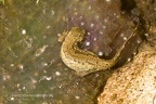 fotografia naturalistica anfibi amphibians nature photography (3)