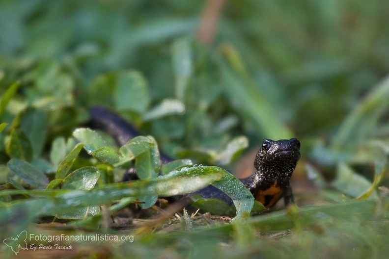 fotografia naturalistica anfibi amphibians nature photography (4).jpg