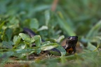 fotografia naturalistica anfibi amphibians nature photography (4)
