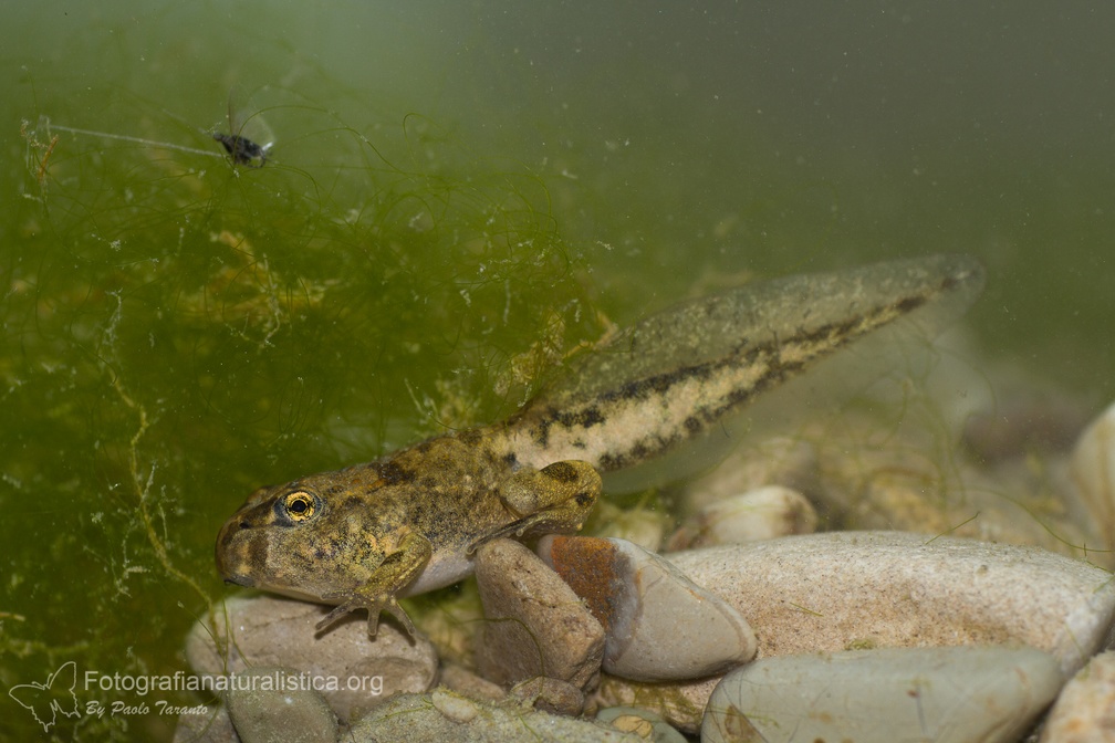 fotografia naturalistica anfibi amphibians nature photography (5)