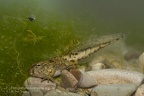 fotografia naturalistica anfibi amphibians nature photography (5)