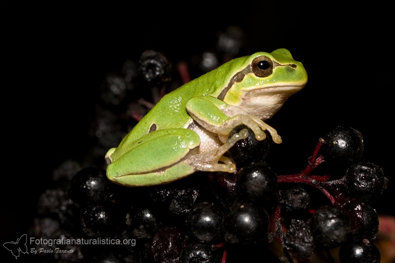 fotografia naturalistica anfibi amphibians nature photography (6).jpg