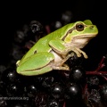 fotografia naturalistica anfibi amphibians nature photography (6)