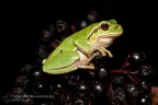 fotografia naturalistica anfibi amphibians nature photography (6)