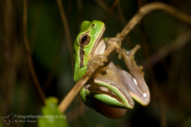 fotografia naturalistica anfibi amphibians nature photography (7).jpg