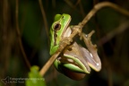 fotografia naturalistica anfibi amphibians nature photography (7)