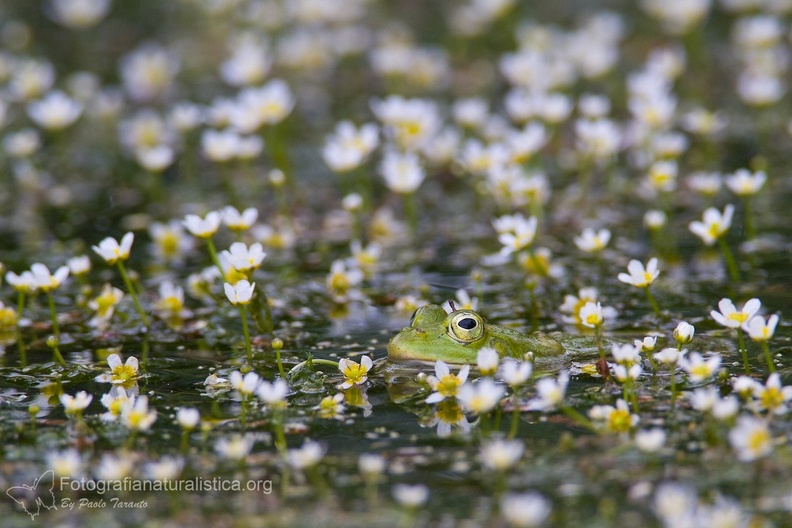 fotografia naturalistica anfibi amphibians nature photography (8).jpg