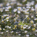fotografia naturalistica anfibi amphibians nature photography (8)