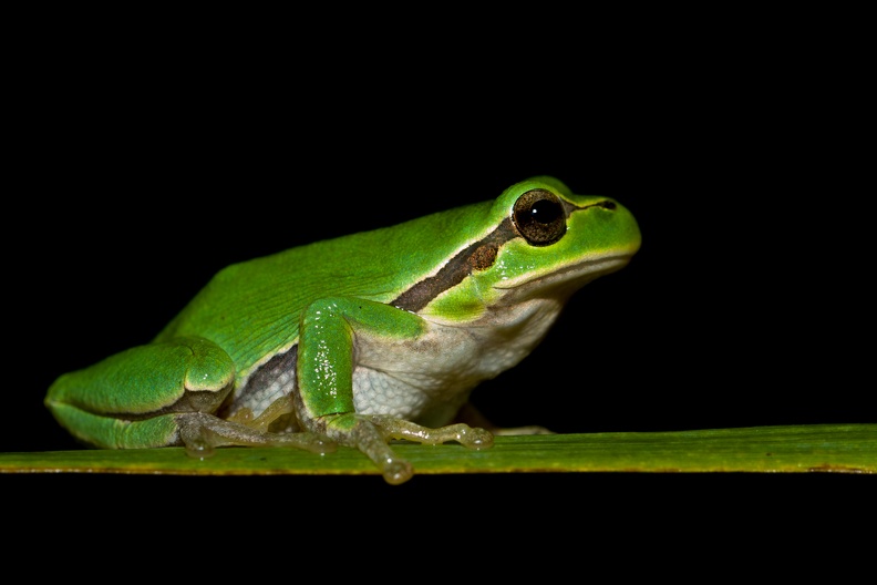 fotografia naturalistica anfibi amphibians nature photography (9).jpg