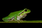 fotografia naturalistica anfibi amphibians nature photography (9)