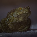 fotografia naturalistica anfibi amphibians nature photography (10)