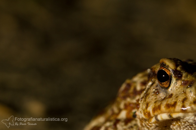 fotografia naturalistica anfibi amphibians nature photography (11).jpg