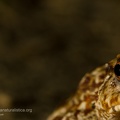 fotografia naturalistica anfibi amphibians nature photography (11)