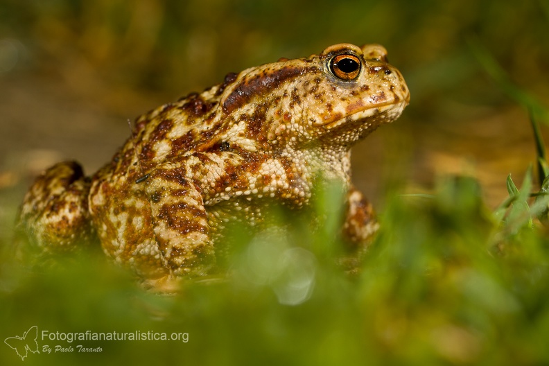 fotografia naturalistica anfibi amphibians nature photography (12).jpg