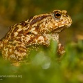 fotografia naturalistica anfibi amphibians nature photography (12)