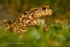 fotografia naturalistica anfibi amphibians nature photography (12)