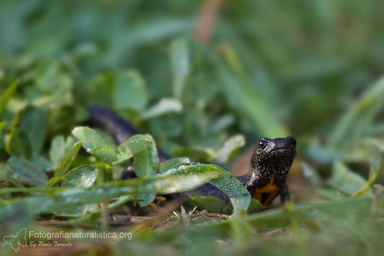 fotografia naturalistica anfibi amphibians nature photography (13).jpg