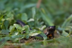 fotografia naturalistica anfibi amphibians nature photography (13)