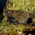fotografia naturalistica anfibi amphibians nature photography (14)