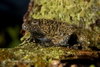 fotografia naturalistica anfibi amphibians nature photography (14)