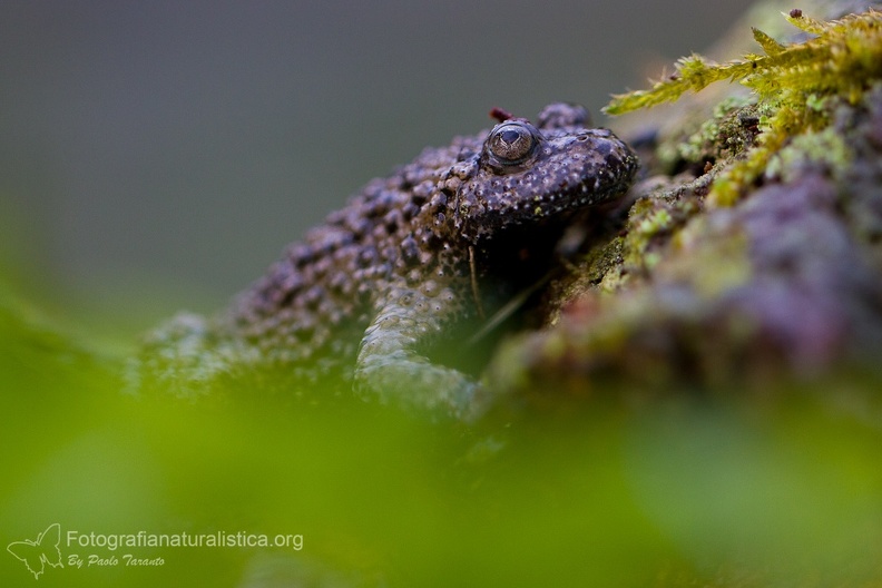 fotografia naturalistica anfibi amphibians nature photography (15).jpg