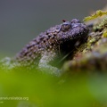 fotografia naturalistica anfibi amphibians nature photography (15)