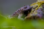 fotografia naturalistica anfibi amphibians nature photography (15)