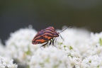 macro fotografia naturalistica insetti nature macro photography (30)