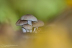 fotografia naturalistica piante e funghi plants mushrooms nature photography (10)