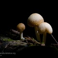 fotografia naturalistica piante e funghi plants mushrooms nature photography (19)