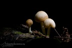 fotografia naturalistica piante e funghi plants mushrooms nature photography (19)
