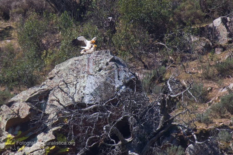 fotografia naturalistica rapaci birds of prey nature photography (2).jpg