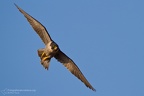 fotografia naturalistica rapaci birds of prey nature photography (7)