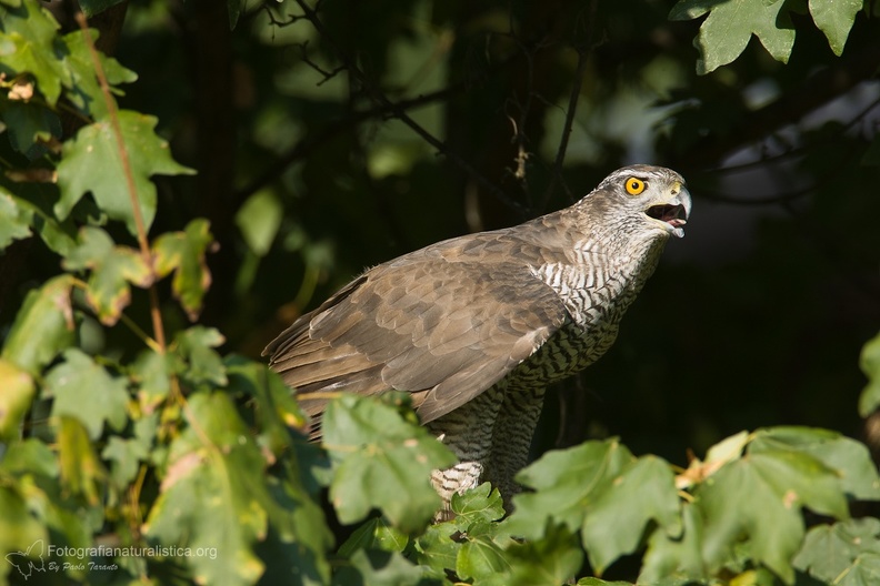 fotografia naturalistica rapaci birds of prey nature photography (9).jpg