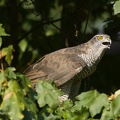 fotografia naturalistica rapaci birds of prey nature photography (9)