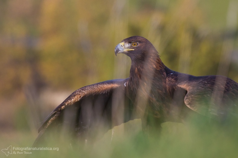 fotografia naturalistica rapaci birds of prey nature photography (10).jpg