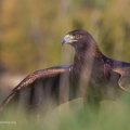 fotografia naturalistica rapaci birds of prey nature photography (10)