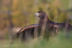 fotografia naturalistica rapaci birds of prey nature photography (10)