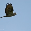 fotografia naturalistica rapaci birds of prey nature photography (11)