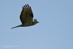 fotografia naturalistica rapaci birds of prey nature photography (11)