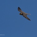 fotografia naturalistica rapaci birds of prey nature photography (13)